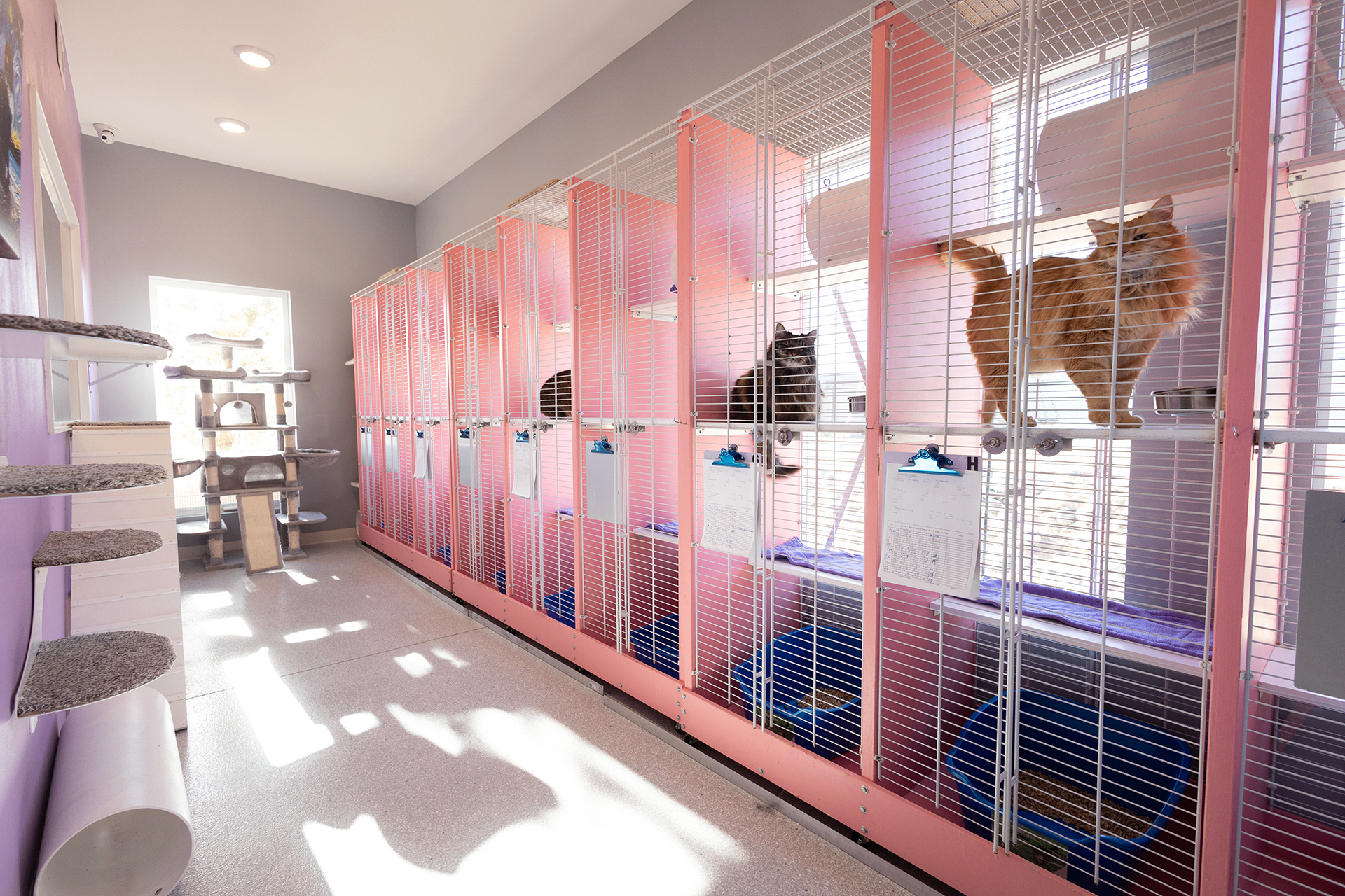 Cat Boarding at Top Dog Pet Resort Santa Fe