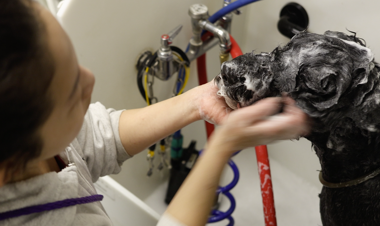 Professional Grooming at Top Dog Pet Resort Santa Fe