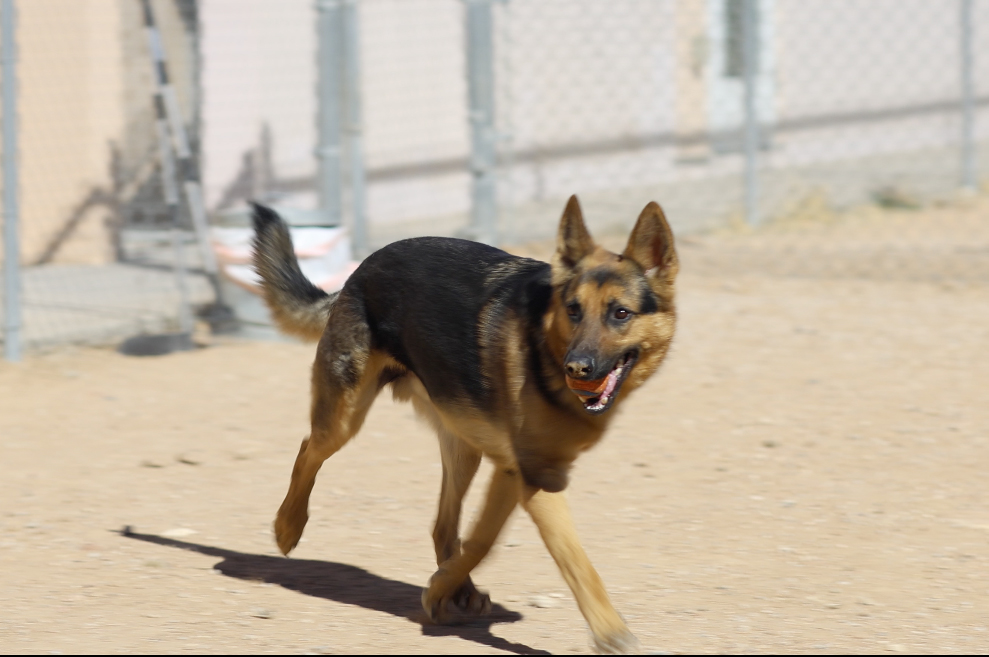 Supervised Individual Playtime at Top Dog Pet Resort Santa Fe