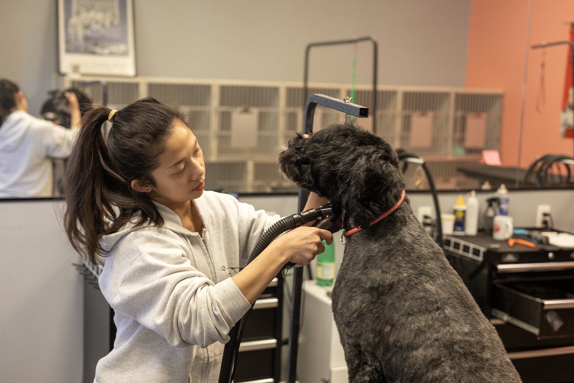 Professional Grooming at Top Dog Pet Resort Santa Fe
