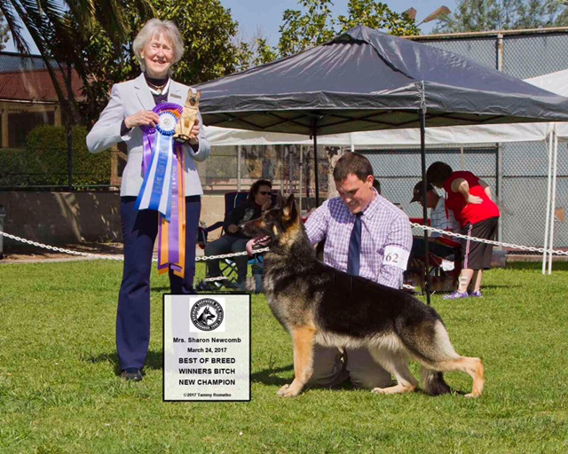 Sharon Newcomb at AKC dog show - Best of Breed winner